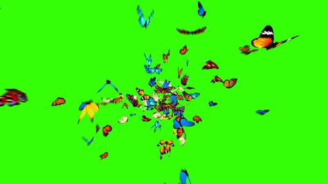 Get a 9.000 second butterflies fly to the camera stock footage at 25fps. 4K and HD video ready for any NLE immediately. Choose from a wide range of similar scenes. Video clip id 1012053353. Download footage now! Butterfly Overlay Video, Butterfly Green Screen, Butterfly Flying Video, Butterfly Animation Video, Green Screen Birds Flying Video, Butterflies Videos Flying, Butterfly Video Black Screen, Green Screen Butterfly Video, Greenscreen Ideas