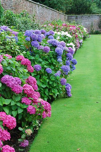 Hydrangea Border at the Powerscourt Gardens | Flickr - Photo Sharing! Hydrangea Border, Desain Lanskap, Landscape Designs, Have Inspiration, The Secret Garden, Garden Borders, Garden Care, Gorgeous Gardens, Garden Cottage