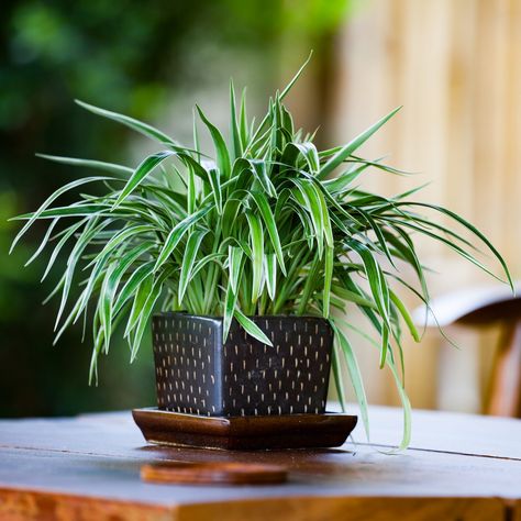 20 Easy Houseplants - Indoor Plants That are Easy to Care For Spider Plant Benefits, Spider Plant Care, Best Bathroom Plants, Low Light House Plants, Types Of Houseplants, Sansevieria Trifasciata, Plant Benefits, Spider Plant, Plants Outdoor