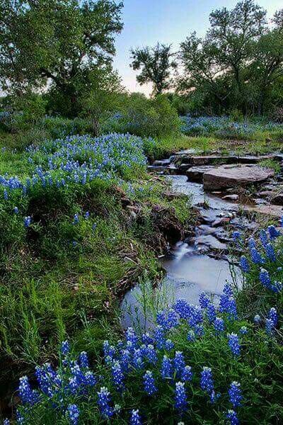 Looking forward to this Spring. Gouache Inspiration, Big Painting, Texas Landscape, Texas Bluebonnets, Texas Hills, Texas Hill Country, Blue Bonnets, Hill Country, Country Life