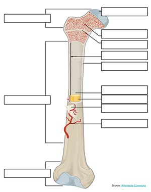 Label a Long Bone, remote learning version with drag and drop labels Bone Physiology, Long Bone Anatomy, Human Body Projects, Human Skeleton Anatomy, Anatomy Bones, Basic Anatomy And Physiology, Nurse Study Notes, Biology Lessons, Medical School Inspiration