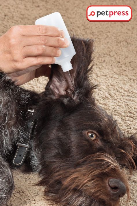 Attention, dog lovers! 🐶💕 Are you searching for a natural, effective, and budget-friendly solution to maintain your pet's ear health? Dive into our comprehensive guide on DIY Dog Ear Cleaner. Learn how easily you can create your ear cleaner at home, how to use it safely, and understand the benefits it brings. Be ready to say goodbye to those costly vet bills, and hello to a happy, healthy pet. Let's become the best pet parents we can be! 🐾💗 #DIYDog Care #NaturalPetCare Diy Dog Ear Cleaner, Cleaning Dogs Ears, Dog Ear Cleaner, Natural Pet Care, Ear Cleaner, Ear Drops, Funny Dog Photos, Ear Health, Say Bye