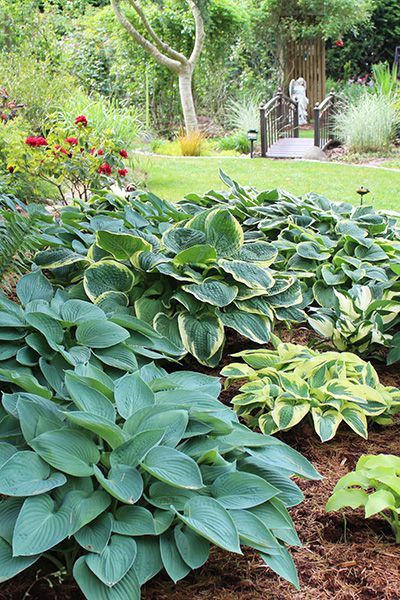 Sun Hostas, Hosta Care, Front Yard Plants, Hosta Varieties, Hosta Gardens, Shade Gardens, Hosta Plants, Blue Plants, Garden Solutions