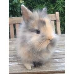 Lionhead Bunny, Rabbits For Sale, Lop Bunnies, Lionhead Rabbit, Cutest Bunny Ever, All About Rabbits, Fluffy Rabbit, Bunny Room, Cute Bunny Pictures