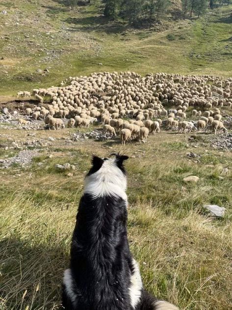 Sheep Herding Dogs, Border Collie Herding, Sheep Herding, Dogs Images, Beautiful Universe, Peaceful Heart, Cute Dogs Images, Guinea Fowl, Dog Sketch