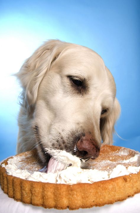 These are three homemade dog recipes that are safe to eat for your dog. You learn to make homemade dog birthday cake, homemade dog food and homemade bacon-flavored dog biscuits. Dog Birthday Cake Recipe, Happy Expression, Dog Birthday Cake, Dog Treats Homemade Recipes, Food Dog, Puppy Treats, Dog Happy, A Golden Retriever, Birthday Cake Recipe