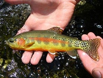 Golden Trout, California Tattoo, Aquaponics Fish, Fishing Photos, Fly Fishing Tips, Iphone Wallpaper Sky, Fishing Knots, Fishing Women, Trout Fishing