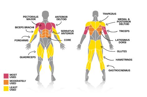 Bench Press Muscles Worked | Bulk™ Bench Press Muscles Worked, Pectoralis Major, Workout Sheets, Biceps Brachii, Push Day, Incline Bench, Pectoral Muscles, Rear Delt, Latissimus Dorsi