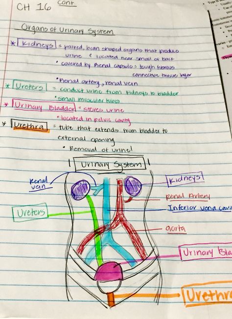 Biology notes Human And Social Biology Notes, Nurse Study, Handwriting Ideas, Nursing Cheat, Nurse Study Notes, College Notes, College Education, Certified Nursing Assistant, Nursing School Notes