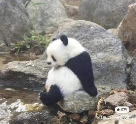 Panda Pfp, Raccoon Family, Baby Avengers, Panda Love, Bear Pictures, Cute Animals Images, Giant Panda, Silly Cats, Cute Panda