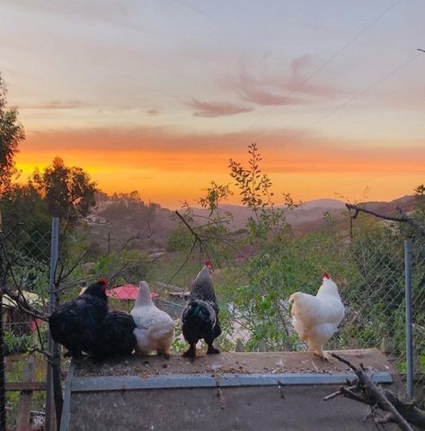 Pampered Chicken Mama’s Instagram photo: “repost @quirkyfarming This is a beautiful #sunset photo with your chickens! LOVE! 😍 #backyardchickens #chickens #chickensofinstagram…” Chickens Aesthetic, Chicken Aesthetic, Aa Meetings, Chicken Mama, Chickens Backyard, Chicken Coop, Beautiful Sunset, Coop, Chicken