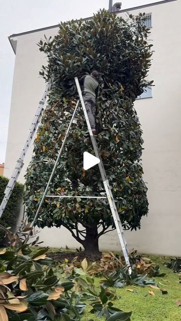 H E D G E L O V E R _ 💚💚 on Instagram: "Magnolia topiary? 💚💚
.
.
Excellent work by @andrea_vetri_mg 💚💚
.
.
.
.
.
.
.
.
#hedgelover_ #topiarylover_ #topiary #trees
#pruning #foryou #sun #tree #italy🇮🇹 #skills" Diy Topiary Trees Front Doors, Diy Topiary Trees, Diy Topiary, Topiary Trees, Garden Trees, Hedges, Magnolia, Trees, Sun