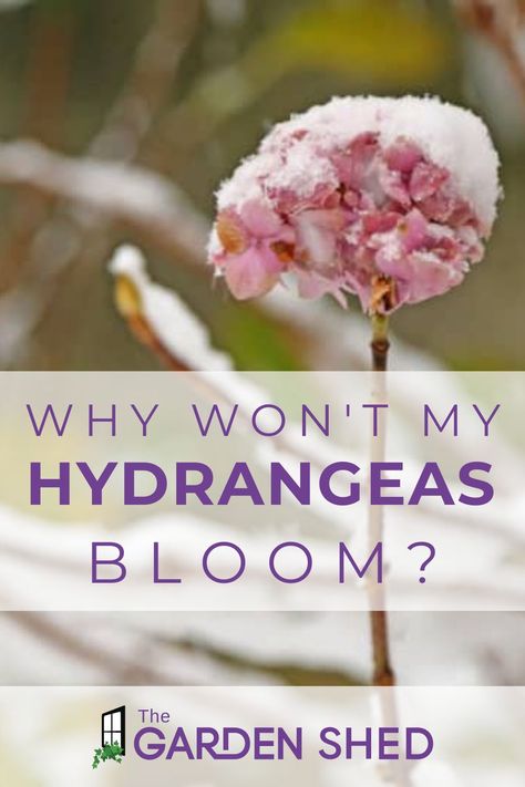 Why Hydrangeas Don't Bloom, Flowering Shade Plants, Propagating Hydrangeas, Plants Tips, Pruning Hydrangeas, Hydrangea Tree, Types Of Hydrangeas, Smooth Hydrangea, Endless Summer Hydrangea