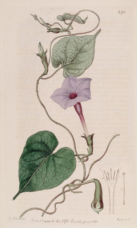 Ipomoea alba L. var. purpurascens [as Ipomoea bona-nox L. var. purpurascens] moonflower. Botanical Register, vol. 4: t. 290 (1818) S. Edwards Blue Morning Glory, Missouri Botanical Garden, Illustration Botanique, Vintage Botanical Prints, Scientific Illustration, Moon Flower, Botanical Drawings, Botanical Flowers, Vintage Botanical