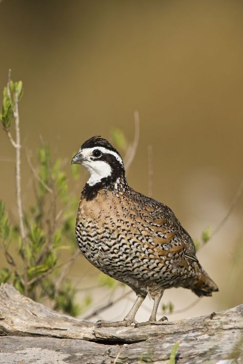 Texas' iconic quail use tall native grasses for shelter and food. Texas Quail, Rustic Showers, Pickled Quail Eggs, Texas Wildlife, Class Board, Bobwhite Quail, Native Grasses, Crisp Morning, Texas Parks