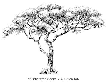 Danussa's Portfolio on Shutterstock Africa Trees, Africa Drawing, Marula Tree, African Tree, Jungle Tree, Tree Drawings Pencil, Tree Wall Murals, Acacia Tree, Tree Coloring Page