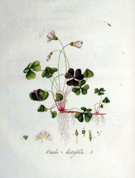 Oxalis Acetosella, Flower Engraving, Wood Sorrel, Illustration Botanique, Vintage Botanical Prints, Plant Drawing, Botanical Painting, Botanical Beauty, Scientific Illustration