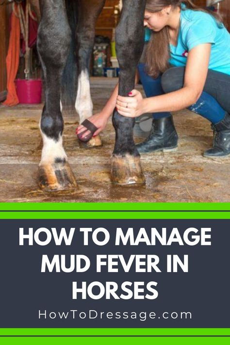 Mud Fever In Horses, Summer Fields, Horse Lessons, Healthy Horses, Dressage Training, Horse Care Tips, Equine Therapy, Horse Info, Animals Care