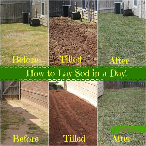 Reseeding Lawn, How To Lay Sod, Lawn Renovation, Sod Installation, Pergola Pictures, Sago Palm, Diy Lawn, Lawn Care Tips, Yard Project