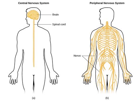 Nervous System Illustration, Illustration Anatomy, Introduction To Psychology, Body Inflammation, Peripheral Nervous System, Motor Neuron, Spinal Nerve, Peripheral Nerve, Limbic System