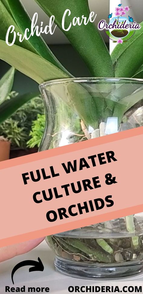 Hydroponic Orchid Plants, Water Orchids How To, Repotting Orchids In Glass Vase, Orchid Care In Water, Orchid Water Culture, When To Repot Orchids, Orchid In Water Growing, Growing Orchids Indoors, How To Water Orchids Correctly