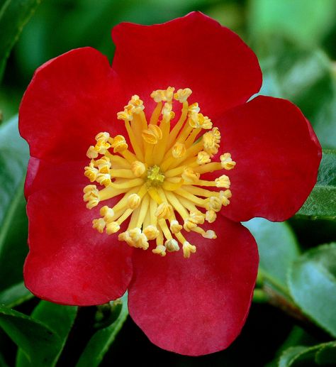 Camellia sasanqua 'Yuletide' #1 | Theaceae - Islands of Sout… | Flickr Yuletide Camellia, Camellia Sasanqua, Garden Shrubs, Evergreen Shrubs, Winter Flowers, Science Technology, Flower Lover, My Garden, World News