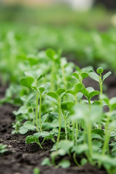 "🌱🌾 Green manure is a powerful, eco-friendly way to enrich your soil and promote a thriving garden. By planting cover crops that are later turned into the soil, you can naturally improve soil fertility, suppress weeds, and enhance soil structure. Discover how green manure can transform your garden into a lush, productive oasis without the need for chemical fertilizers. 🌿🌼 #GreenManure #SustainableGardening #HealthySoil #EcoFriendlyGardening" Cover Crops, Eco Friendly Garden, Thriving Garden, Sustainable Garden, Soil Improvement, The Soil, Fertility, Planting, Oasis