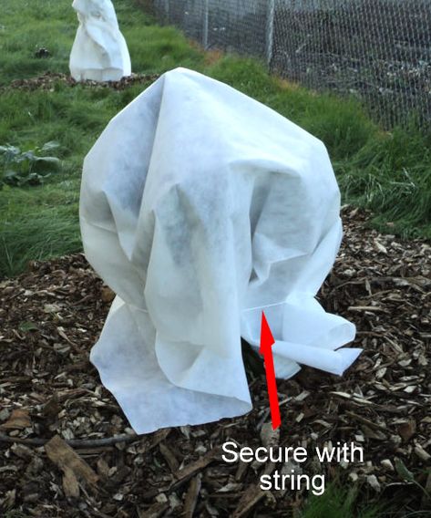 How To Protect Outdoor Plants From Cold Temperatures & Weather - Wilson Bros Gardens Plant Covers For Cold Weather, Okra Plant, Camellia Plant, Deer Resistant Plants, Plant Covers, Winter Plants, Rose Trees, Summer Plants, Bamboo Plants