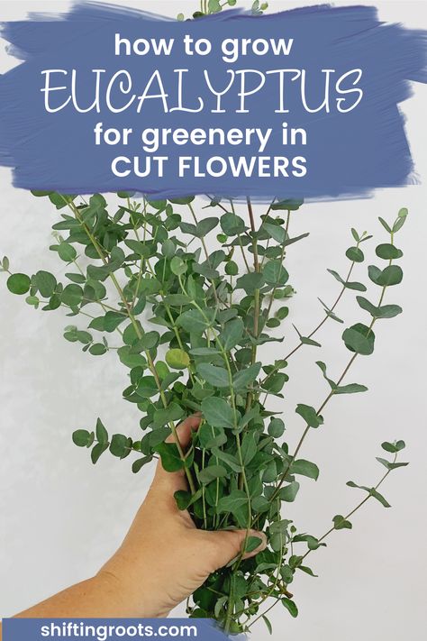 Growing Eucalyptus From Seed, Growing Eucalyptus Outside, Growing Flowers For Bouquets, How To Grow Eucalyptus Plants, How To Grow Cut Flowers, Grow Wedding Flowers, How To Grow Eucalyptus, Greenery For Cut Flower Garden, Easy To Grow Cut Flowers