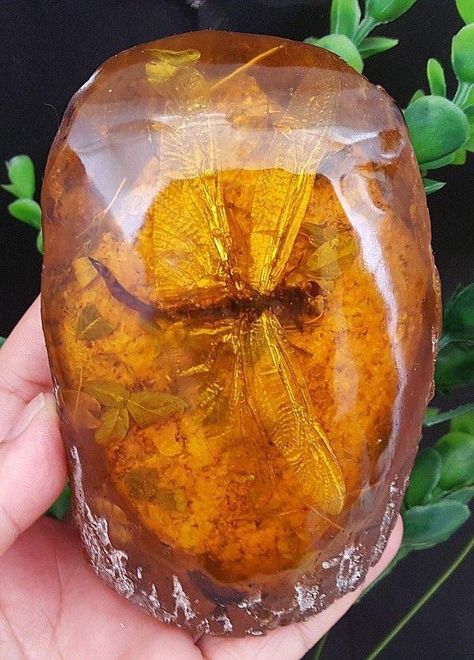 Dinosaur History, Fossil Art, Dragonfly In Amber, Rocks And Fossils, Amber Fossils, Pretty Rocks, Cool Rocks, Prehistoric Animals, Mineral Stone