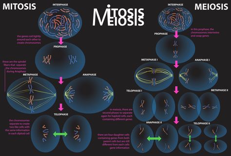 Graphic to compare the process of mitosis and meiosis. Mitosis And Meiosis, Biochemistry Notes, Biology Poster, Blue Aesthetic Dark, Biology Facts, Human Body Anatomy, Nursing School Notes, Concept Map, Biology Notes