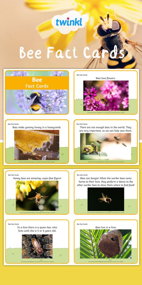 Happy World Bee Day! A lovely set of EYFS friendly fact cards that use photographs and simple text to help younger children gain an understanding of bumble bees. Visit the Twinkl website to download and discover thousands more teaching resources!   #bees #bee #honey #insect #minibeasts #teaching #teachingideas #teachingresources #twinkl #twinklresources #factcards #facts #education #school #worldbeeday #homeeducationuk #homeschool Bee Activities Eyfs, World Bee Day Activities For Kids, Bees Eyfs, Bee Facts For Kids, Bees Printable, Honey Bee Facts, Honey Bee Theme, World Bee Day, Bee Crafts For Kids