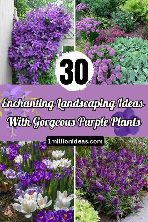 30 Enchanting Landscaping Ideas With Gorgeous Purple Plants Purple Flower Beds Front Yards, Purple Flower Garden Landscaping Ideas, Purple Outdoor Plants, Lilac Landscaping Ideas, Purple Perennial Flowers, Purple Perrenial Flowers, Lilac Landscaping, Lilac Bush Landscaping, Purple Garden Ideas