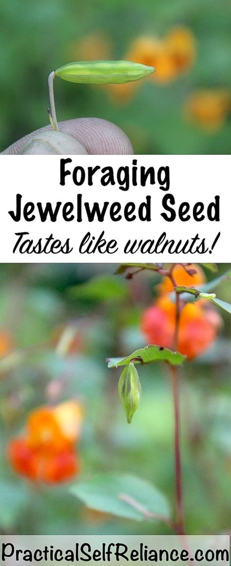 Foraging Jewelweed Seed Pods (Tastes like walnuts!) Medicinal Wild Plants, Wild Foraging, Wild Food Foraging, Wild Herbs, Foraging Recipes, Edible Wild Plants, Foraged Food, Herb Gardening, Healing Plants