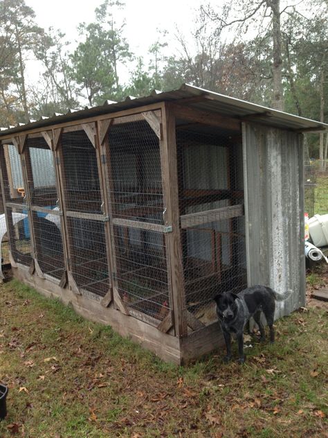 Show chicken conditioning pen Gamefowl Fly Pens, Show Chicken Pens, Fly Pens For Gamefowl, Chicken Breeding Pens, Chicken Pens, Bantam Chicken Breeds, Goose House, Animal Enclosures, Backyard Animals