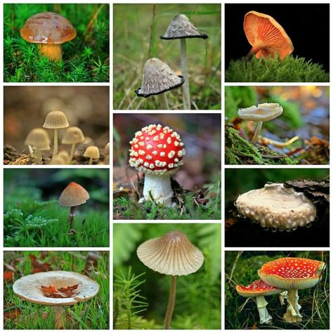 Mushroom Identification, Mushroom Varieties, Chicken Of The Woods, Poisonous Mushrooms, Mushroom Poster, Superfood Supplements, Edible Mushrooms, Forest Plants, Wild Food