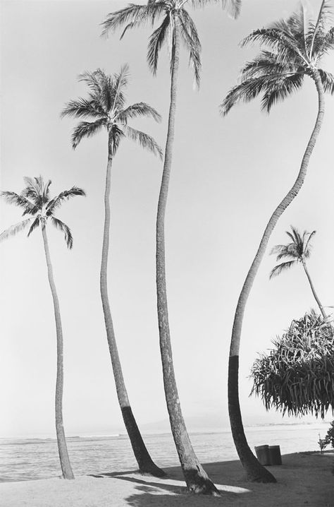 . California Dreaming, Summer Bucket Lists, Art And Illustration, Pics Art, Summer Of Love, White Photography, Black And White Photography, Beach Life, Palm Tree