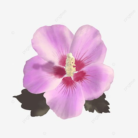 Mugunghwa Flower Drawing, Mugunghwa Illustration, Rose Of Sharon Drawing, Common Hibiscus, Korean National Flower, Pink Korean, Watercolor Flower Illustration, Korean Flower, National Flower