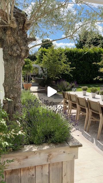 Debbie Harris on Instagram: "My garden in June - when it’s not raining it’s really windy! I wish I had added more planting and trees to my garden years ago after enjoying the new look and feel that this area brings. You can see my ancient olive in the foreground and then the other trees are Amelanchier Lamarckii and the ones in the ground are not very happy - I keep having to treat for mildew (these trees can be prone to this) and many of leaves have browned and I’m not sure of the cause. So I’m giving weekly feeds and hoping for the best. This also shows the mix of landscaping materials on the different levels with the cedar decking now a lovely tone (although I probably should treat it) 

Limestone Papyrus @rockuniqueltd 
Pavers @corkeruk 
Furniture @luxuryoutdoorliving 

Any other quest Olive Tree Backyard, Olive Tree Garden, Cedar Decking, Olive Trees Garden, Amelanchier Lamarckii, Hoping For The Best, Cedar Deck, Landscape Materials, Olive Tree