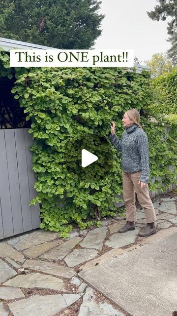 Climbing Hydrangea On House, Climbing Hydrangea Trellis, Climbing Hydrangea Vine, Hydrangea Vine, Climbing Hydrangea, Brick Exterior, Potting Bench, Climbing Plants, Exterior Brick