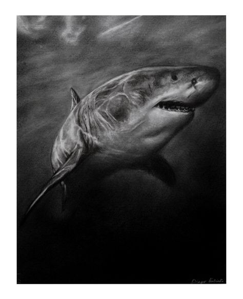 Shark, Black and White, Charcoal, Sea, Shark Week, Hyperrealistic Drawing, Realistc Drawing, Animal Drawing, Art, Pencil Art Shark Black And White, Hyperrealistic Drawing, Sea Shark, Shark Illustration, Shark Drawing, Animal Drawing, Art Pencil, White Charcoal, Shark Week