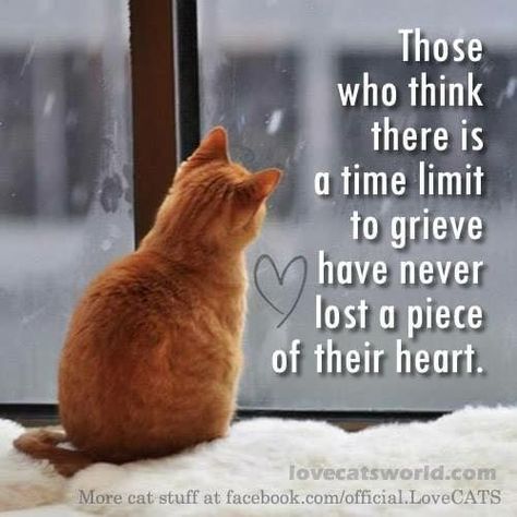 Animal Spirit, Traffic Signs, Bible Quote, Cat Quotes, German Shepherds, Inspiration Quotes, Orange Cat, Pet Loss, Animal Quotes