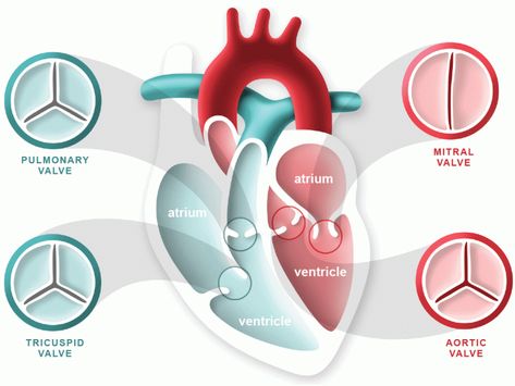 Heart Valves Anatomy, Heart Facts, Aortic Valve Replacement, Heart Valve, Heart Valves, Open Heart Surgery, Congenital Heart, Heart Muscle, Medical Anatomy