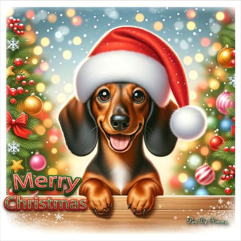 Paw Wallpaper, Winter Christmas Scenes, Weiner Dogs, Animal Fun, Dachshund Art, Dachshund Christmas, Happy Birthday Messages, Dachshund Love, Weiner Dog