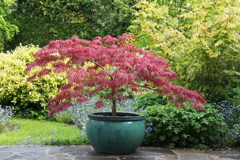 Japanese Maple Tree Varieties, Best Indoor Trees, Trees For Front Yard, Indoor Trees, Japanese Maple Tree, Citrus Trees, Potted Trees, Ornamental Trees, Mediterranean Garden