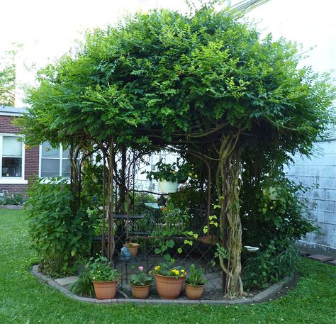 Grow trumpet vines on a gazebo, looks awesome! Description from pinterest.com. I searched for this on bing.com/images Open Gazebo, Amazing Landscaping Ideas, Large Gazebo, Screened Gazebo, Hot Tub Gazebo, Gazebo Plans, Backyard Gazebo, Pergola Kits, Garden Pictures