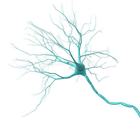 Neuron. 3D render of neuron on a white background , #Ad, #render, #Neuron, #neuron, #background, #white #ad Cell Illustration, Brain Painting, Brain Neurons, London Underground Map, Medical Wallpaper, Biology Art, Brain Art, Online Doctor, Stem Cell Therapy