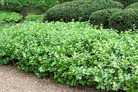 Manhattan Euonymus in front of boxwood - I've been propagating these for about 15 years. We have some hedge/fences using it, as well as in many other places on properties. Love evergreens!! Manhattan Euonymus, Landscaping Side Yard, Side Yard Deck, Mid Century Yard, Driveway Planting, Cape House Exterior, Tree Front Yard, Evergreen Landscaping, Spindle Tree