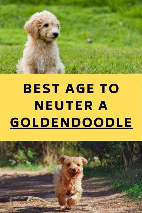 Golden Doodles Full Grown, Teddy Bear Cut Goldendoodle, Full Grown Mini Goldendoodle, Rocky Training, Double Doodles, Goldendoodle Full Grown, Doodle Tips, Micro Goldendoodle, Teddy Bear Goldendoodle