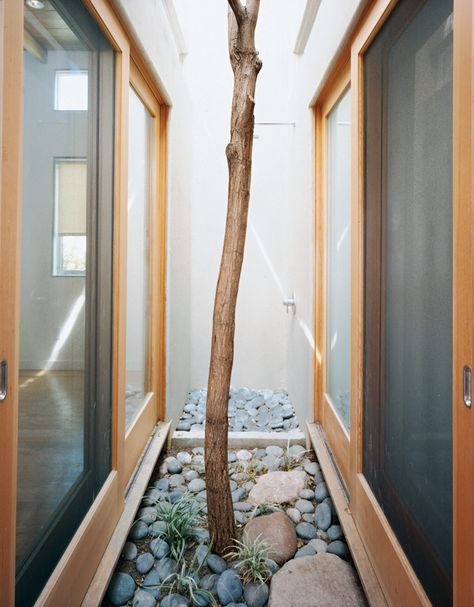 A Robinia tree moved from another part of the site grows in this pocket courtyard and thermal chimney in the heart of the house.  Photo by: Tom Fowlks Pocket Courtyard, Robinia Tree, Courtyard Tree, Homes Styles, Modern Spanish Style, Outdoor Showers, Outdoors Inside, Amazing Homes, House Photo